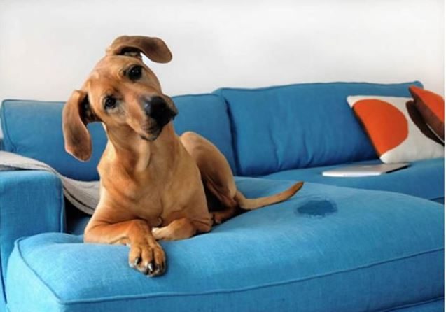 Cachorro no sofá com mancha e cheiro de xixi