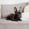 Como tirar cheiro de cachorro do sofá? Veja o que fazer